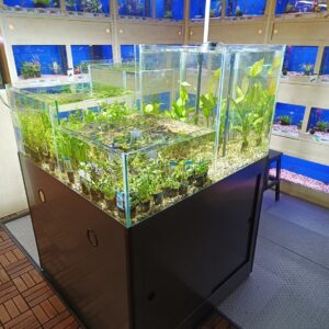 Planten verkoop aquarium 100 x 100