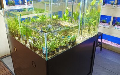 4 vaks planten aquarium 100 x 100 cm